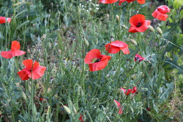 A green grasshopper is sitting on a red poppy