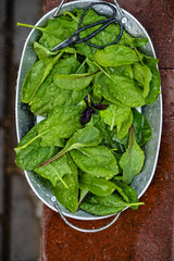 Common sorrel, Spinach Dock, Rumex acetosa, growing in garden.