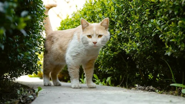 A beautiful cat walks in the garden. Slow motion