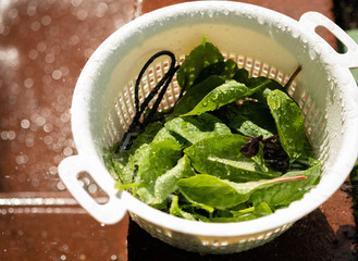 Fresh spinach with large leaves in a kitchen sieve under running water.