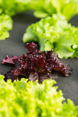 green plant lettuce agribusiness