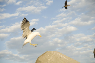 Seagull landing