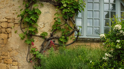 Window & Vines
