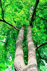 Fototapeta premium 二股に分かれた大木の新緑