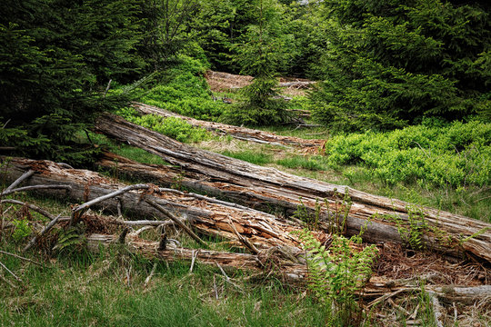 Spring landscape - Black Forest. Hiking on the Lothar path in the Black Forest, Germany