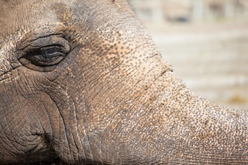 Obraz premium muzzle of an elephant with rough textured skin, close-up