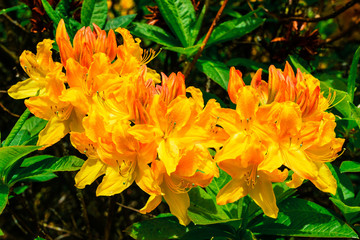 Golden yellow Azelea Japonica cluster close-up.