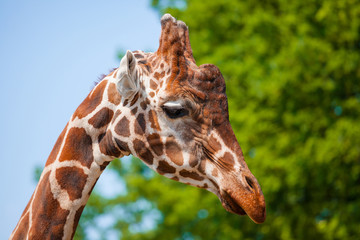 muzzle of a giraffe close-up