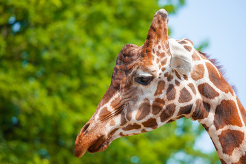 muzzle of a giraffe close-up