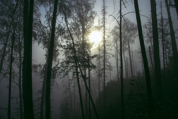 Dark misty forest with fog in autumn,