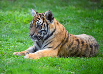 tigre siberiano
