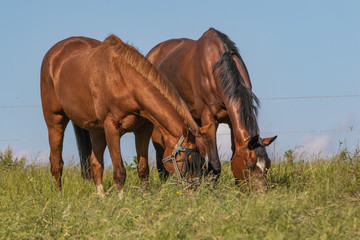 2 Stuten grasen nebeneinander