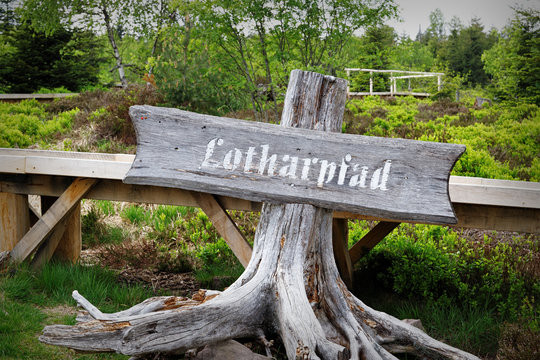 Spring landscape - Black Forest. Hiking on the Lothar path in the Black Forest, Germany