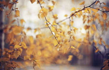 Autumn background with birch branches