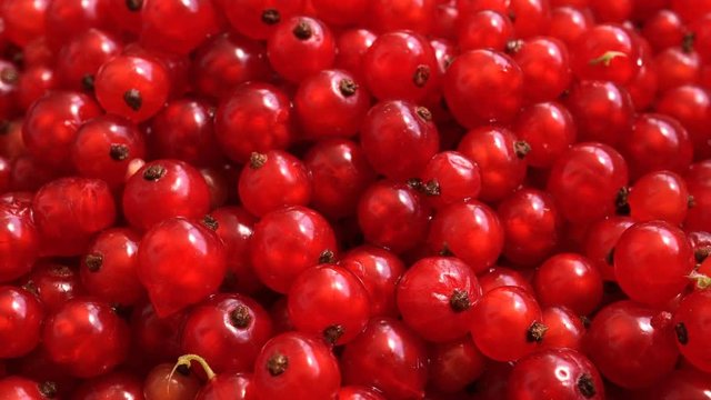  Rotating Purified Red Currant.