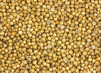 spicy coriander grains many round mature background beige straw base design