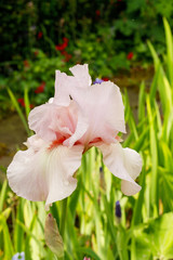 Obraz na płótnie Canvas Peach colour tall bearded iris flower in a garden.