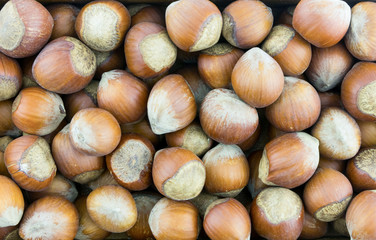 hazelnut whole brown nut food background, many large fruits