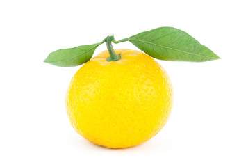 whole fresh mandarin orange with two symmetrical green leaves on a white background