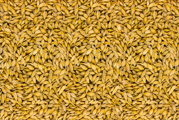 brewing ingredient for making malt rye many seeds base design substrate