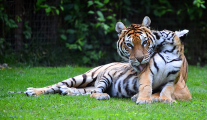 tigre siberiano