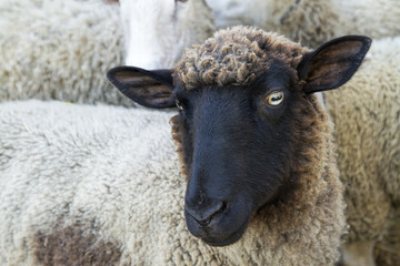 Portrait of a Clun Forest Sheep