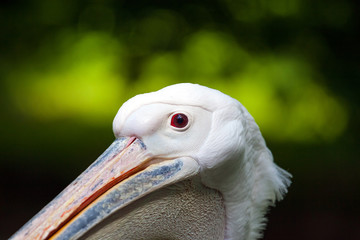 white pelican head with red eyes