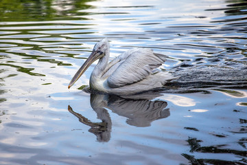 a gray pelican floats on the lake