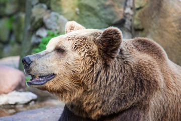 Fototapeta premium a big muzzle of a brown bear