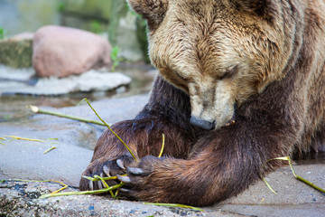 Fototapeta premium brown bear eats green twig, close-up