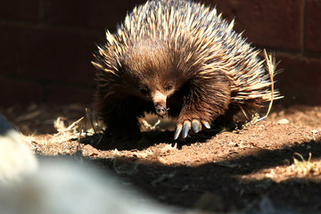 Australian Echidna walking