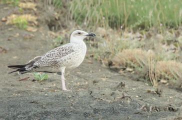 brown seagull close-up looks into the distance standing on a sand dune