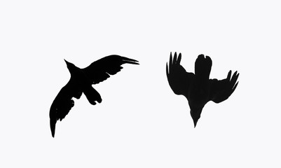 two silhouette of a black crow bird flying against a white isolated sky