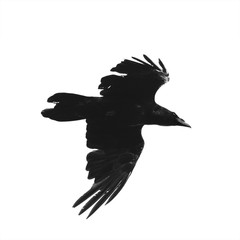 silhouette of a black crow bird flying against a white isolated sky