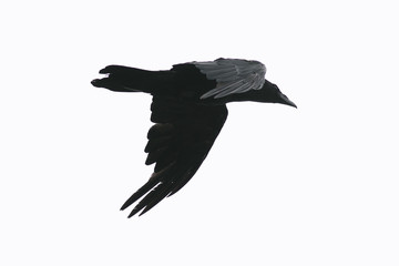 silhouette of a black crow bird flying against a white isolated sky