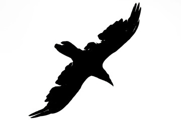 one silhouette of a black crow bird flying against a white isolated sky