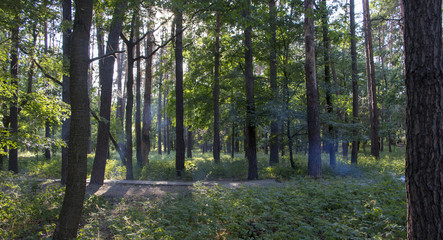 Foggy dark forest with a black shadows close up