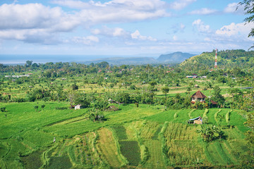 Fototapeta na wymiar Beautiful landscape with green rise fields view. Bali, Indonesia.