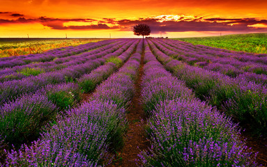 Naklejka na ściany i meble Lavender field at sunset