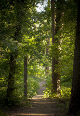 Foggy dark forest with a black shadows close up