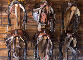 six saddles and bridles hanging from wall in tack room on Wyoming ranch