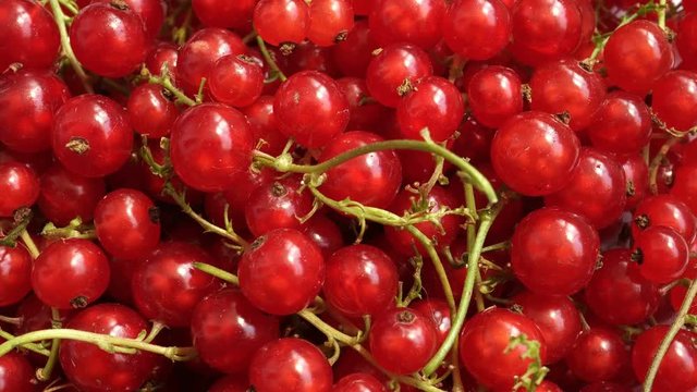 Rotating Purified Red Currant.