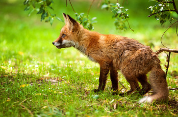 Naklejka na ściany i meble Fox in the forest