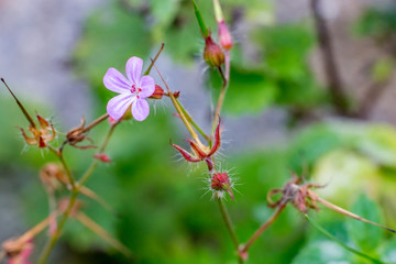 Blossoming gypsophila blurred green background