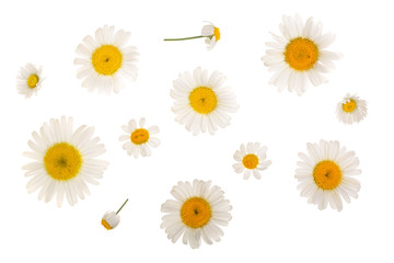 chamomile or daisies isolated on white background. Top view. Flat lay