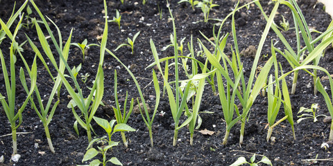 Young plants in a vegetable garden
