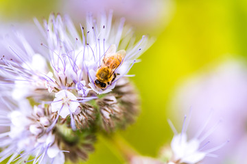 Blossom white flower with bee in the garden in springtime summer with sun shine