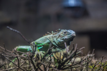 Close-up portrait of a resting colored male Green iguana