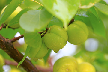 A growing apricot on a fruit tree