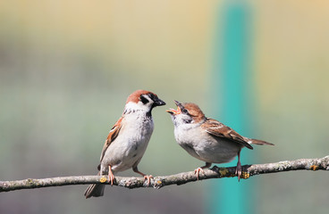 a bird a Sparrow feeding her little hungry chick on a branch in a summer garden